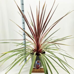 Cordyline australis 'Can Can'
(1 Plants/Order)(32cmP 100cmH)