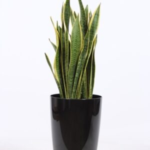 Sansevieria Laurentii "in Santorini ""antraciet"""
(1 Plants/Order)(29cmP 100cmH)