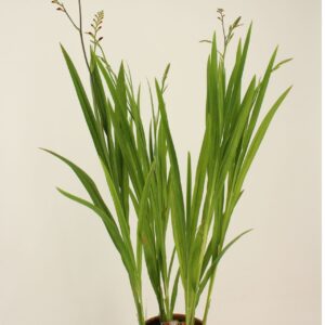 Crocosmia Lucifer Brigitta'
(1 Plants/Order)(19cmP 95cmH)