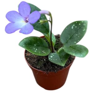 other plants Michaelmoelleria Vietnamensis
(14 Plants/Order)(8cmP 12cmH)