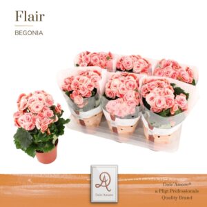Begonia Borias P14 Dolc'Amore® Flair
(6 Plants/Order)(14cmP 31cmH)
