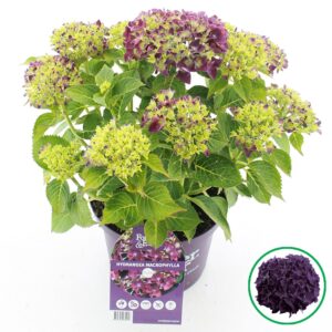 Hydrangea macrophylla other Forever Ever® purple C5 (23cm.) Kn.
(1 Plants/Order)(23cmP 45cmH)