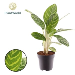 Aglaonema Legacy
(6 Plants/Order)(17cmP 55cmH)