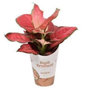 Aglaonema other Sun Star
(6 Plants/Order)(12cmP 35cmH)