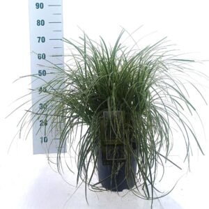 Carex Feather Falls PBR
(1 Plants/Order)(29cmP 55cmH)