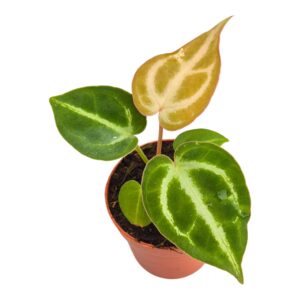 Anthurium Leaf Dorayaki
(5 Plants/Order)(7cmP 10cmH)
