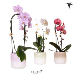 Phalaenopsis Elegant Cascade Kolibri Orchids Phalaenopsis Cascade Niagara Fall mix 1 spike in Gradience Pot m
(4 Plants/Order)(12cmP 50cmH)