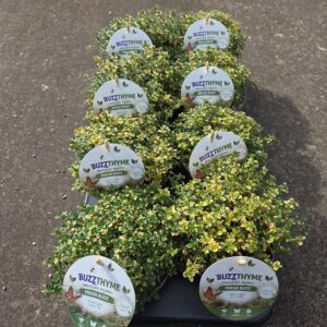 Thymus citriodorus Aureus Thymus Fresh Buzz p13 (citrioides Aureus)
(8 Plants/Order)(13cmP 606cmH)