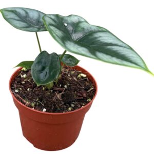 Alocasia Reversa
(9 Plants/Order)(10.5cmP 15cmH)