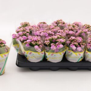Kalanchoe Calandiva Zeta Double Pink
(16 Plants/Order)(8cmP 15cmH)