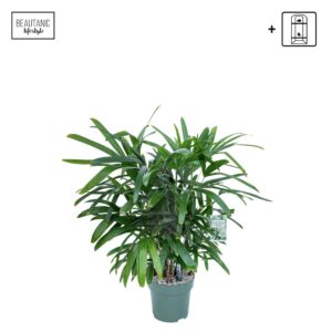 Rhapis excelsa
(1 Plants/Order)(24cmP 90cmH)