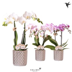 Phalaenopsis mixed 2 spike in Diamond Pot silver Xmas
(8 Plants/Order)(9cmP 40cmH)