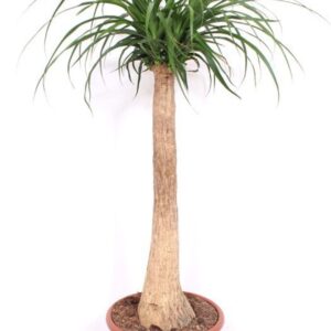 Nolina recurvata Beaucarnea
(1 Plants/Order)(35cmP 140cmH)