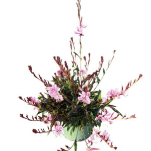 Gaura Belleza Dark Pink Lindheimeri
(1 Plants/Order)(17cmP 45cmH)