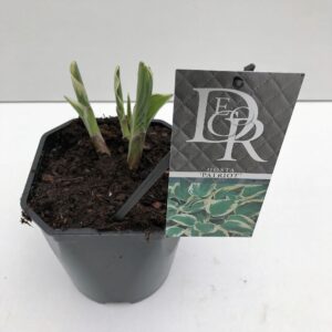 Hosta Patriot
(6 Plants/Order)(17cmP 30cmH)
