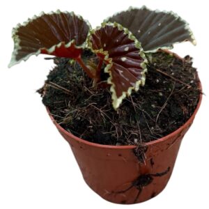 Begonia Darthvaderiana Green Spot
(14 Plants/Order)(8cmP 12cmH)