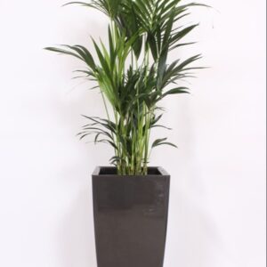 Howea forsteriana "in Piza Pot ""antraciet"""
(1 Plants/Order)(40cmP 200cmH)