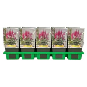 Astilbe Elisabeth From Veen' P11
(10 Plants/Order)(11cmP 25cmH)