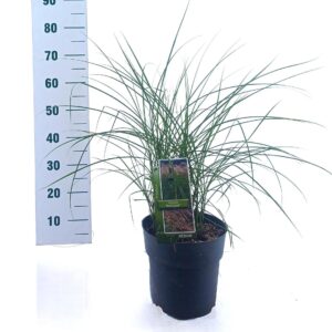 Miscanthus sinensis Red Cloud
(1 Plants/Order)(23cmP 70cmH)