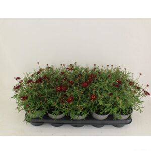Argyranthemum La Rita Purple Red Argyranthemum Red P12
(10 Plants/Order)(12cmP 25cmH)