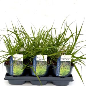Pennisetum alopecuroides Pennisetum alopecuroides Red Head
(6 Plants/Order)(17cmP 15cmH)