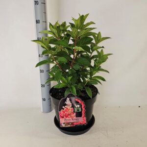Hydrangea paniculata Pinky Winky
(1 Plants/Order)(29cmP 75cmH)