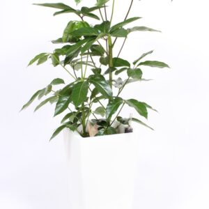 Schefflera Amate "in Piza Pot ""wit"""
(1 Plants/Order)(33cmP 120cmH)
