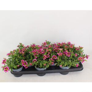 Calibrachoa Rave Pink Hawai Calibrachoa Rave Hawai
(12 Plants/Order)(10.5cmP 20cmH)