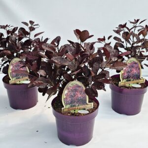 Cotinus Royal Purple coggygria
(1 Plants/Order)(20cmP 45cmH)