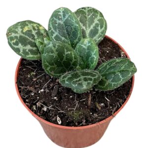 other plants Primulina Yungfuensis
(14 Plants/Order)(8cmP 12cmH)