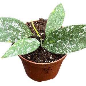 Hoya Multiflora Silver Splash
(14 Plants/Order)(8cmP 12cmH)
