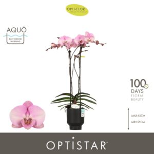 Phalaenopsis other pink (enkele ta Optistar Madonna 2 spike in Emilia Dark Brown Aquo
(6 Plants/Order)(12cmP 60cmH)