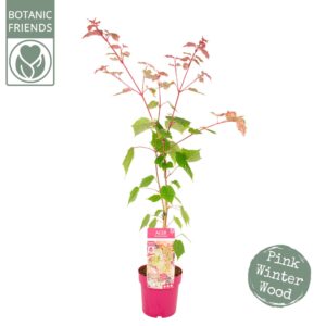 Acer conspicuum Red Flamingo Acer conspicuum 'Red Flamingo'
(1 Plants/Order)(19cmP 60cmH)