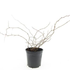 Stephanandra Crispa incisa
(8 Plants/Order)(14cmP 10cmH)