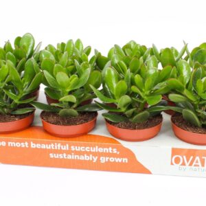 Crassula Magical Tree
(8 Plants/Order)(12cmP 15cmH)