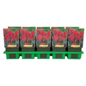Astilbe Henry Noblett
(10 Plants/Order)(11cmP 25cmH)