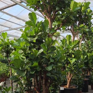 Ficus lyrata
(1 Plants/Order)(80cmP 400cmH)