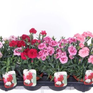 Carnation caryophyllus mix
(8 Plants/Order)(13cmP 30cmH)