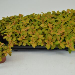 Fittonia Mosaic Skeleton FITTONIA SKELETON 8,5 CM
(21 Plants/Order)(8.5cmP 12cmH)