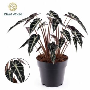 Alocasia Bambino Arrow 2 p.p.
(7 Plants/Order)(14cmP 30cmH)