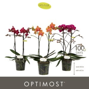 Phalaenopsis Multiflora Optimost Spicy mix 2 spike
(6 Plants/Order)(12cmP 45cmH)