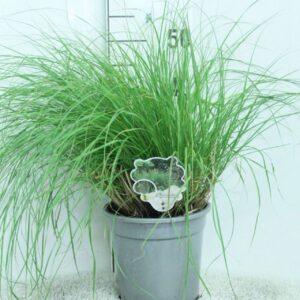 Pennisetum alopecuroides Hameln zilveren Pot P21
(1 Plants/Order)(21cmP 60cmH)