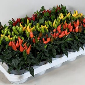 Capsicum Salsa Capsicum annuum Salsa
(15 Plants/Order)(10.5cmP 15cmH)