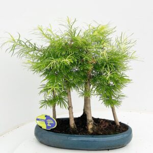 Pseudolarix amabilis forest- group 5 stem
(2 Plants/Order)(35cmP 45cmH)