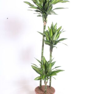 Dracaena Silindo 90-60-30
(1 Plants/Order)(24cmP 140cmH)