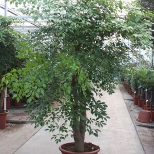 Heteropanax chinensi
(1 Plants/Order)(60cmP 300cmH)