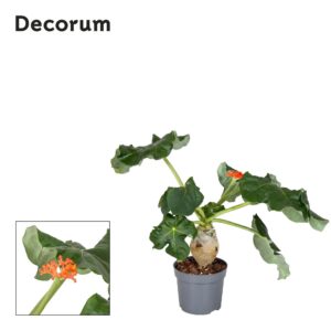 Jatropha podagric orange
(6 Plants/Order)(13cmP 25cmH)