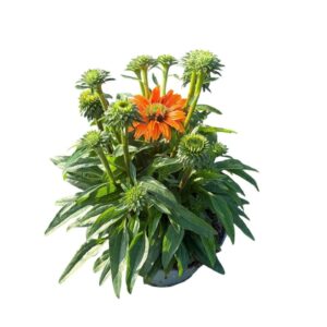 Echinacea purpurea Sunseekers Mineola Patio
(1 Plants/Order)(19cmP 50cmH)