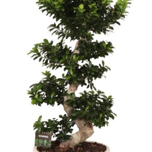 Ficus Ginseng micr. S-type in keram. ovale schaal met schotel white
(1 Plants/Order)(60cmP 140cmH)