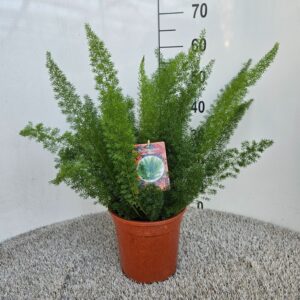 Asparagus Meyers Asparagus densiflorus meyers
(1 Plants/Order)(21cmP 55cmH)